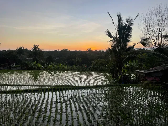 Warung Monkey