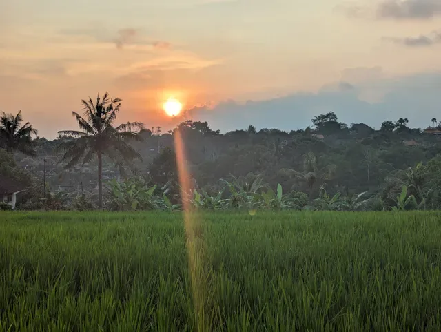 Warung Monkey