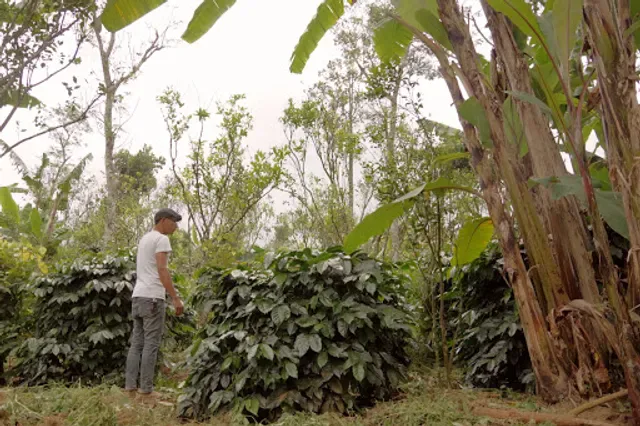 Old Friends Coffee -Farmer&Roaster