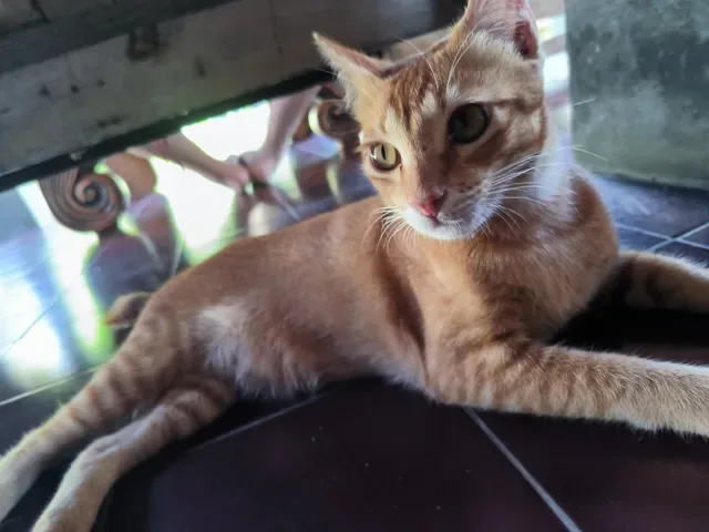 SUKSMA KOPI UBUD