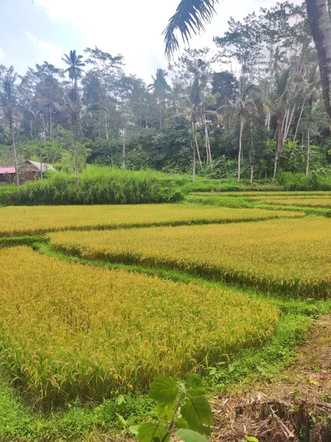 Warung Pondok Bali