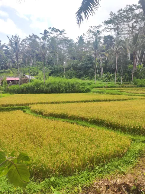 Warung Pondok Bali