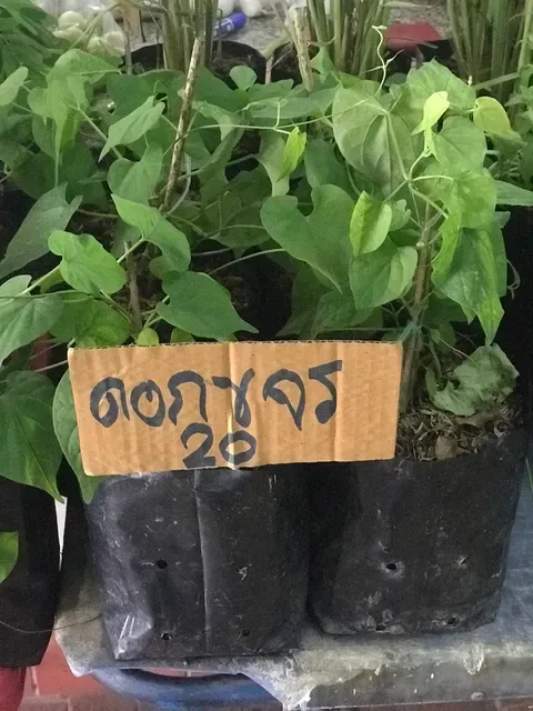 Chamlong's