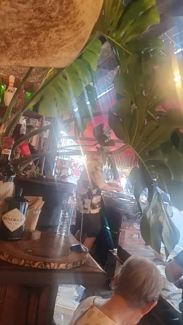 Viva 8