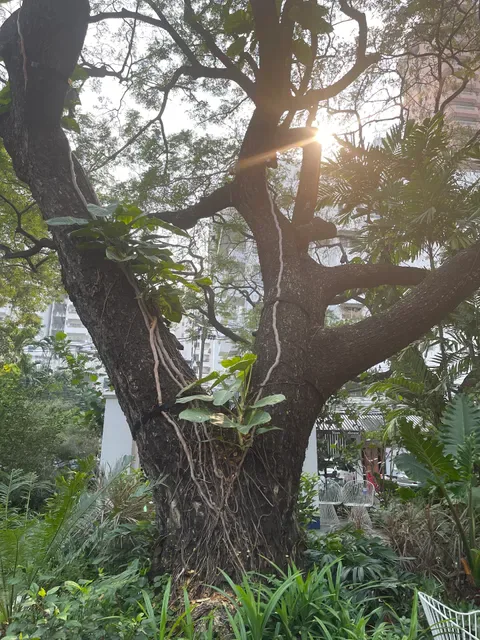 Fran's Sathorn